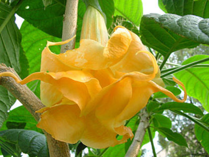 text_tropical_dream_n candida