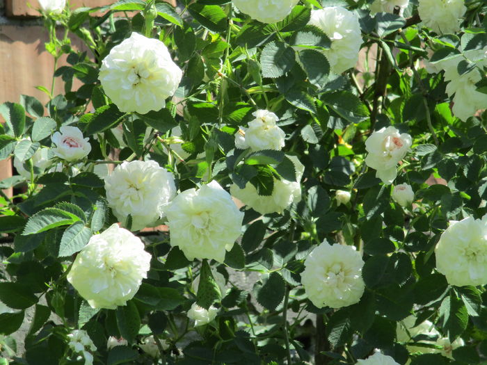 IMG_0170 - Romantic garden