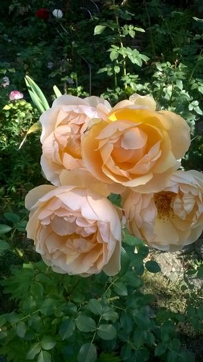 WP_20160731_077 - 2016 Gradina rozelor