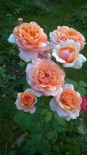 WP_20160731_014 - 2016 Gradina rozelor