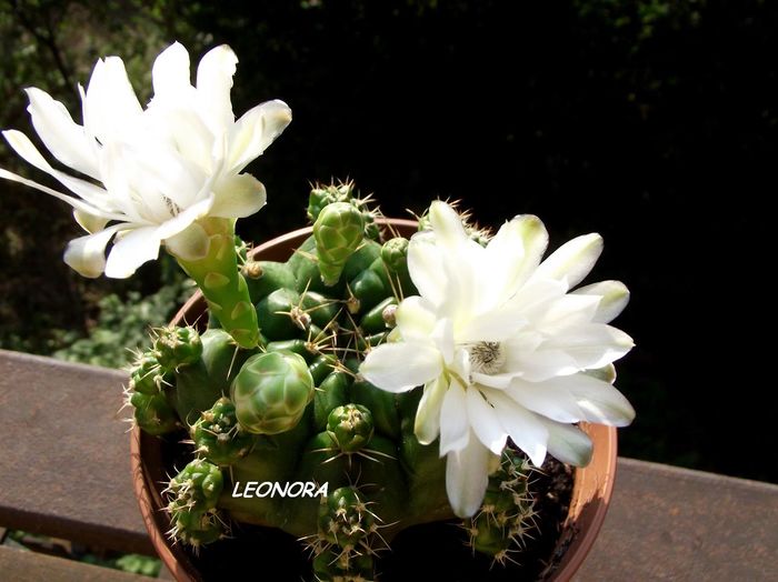 Gymnocalycium alb cu centru negru-