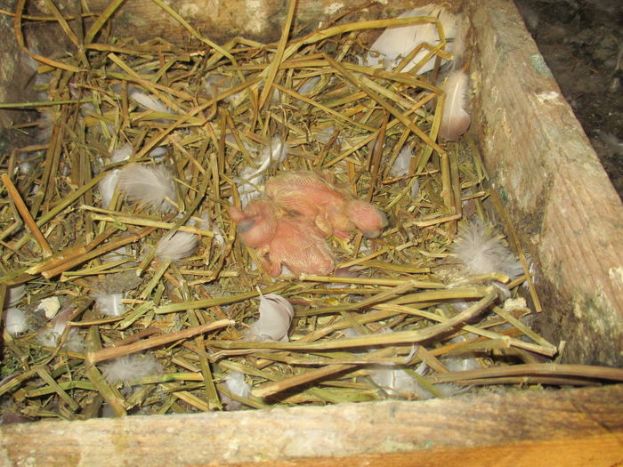 doua bucati de ...1 zi :))