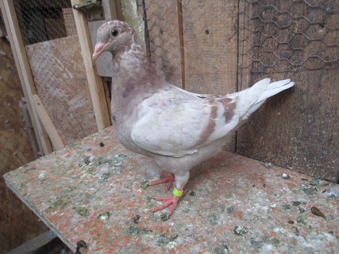 inel A0221- DIN PER 8