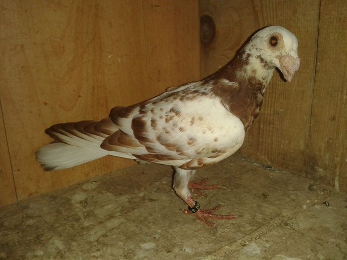 20160801_101457 - pui 2016