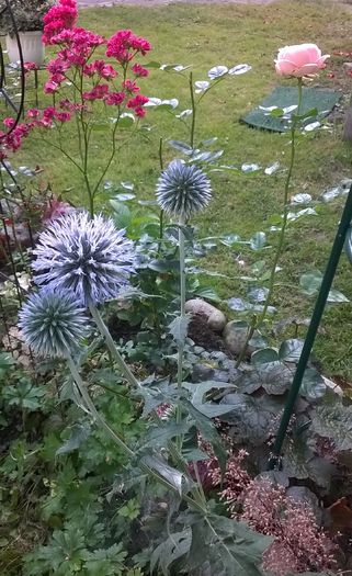 WP_20160730_021 - Phlox si alte perene