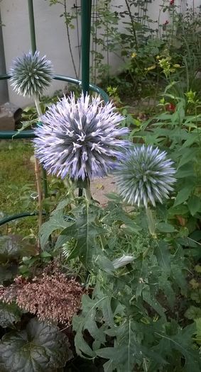 Echinops ritro 'Veitch's Blue'