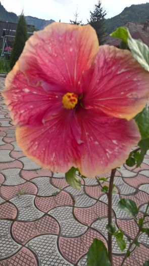 WP_20160801_19_29_32_Pro - Hibiscus Lily Torbert