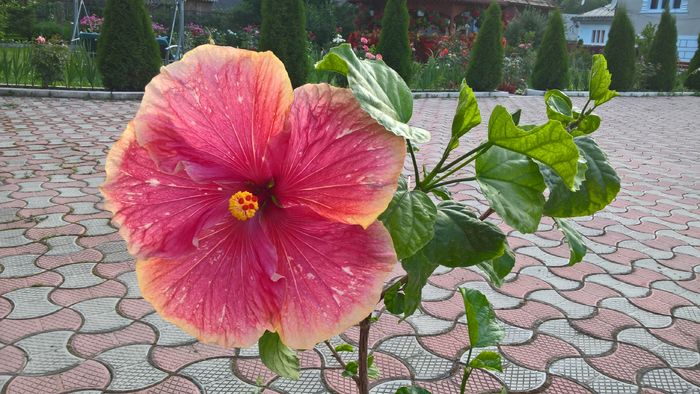 WP_20160801_19_29_24_Pro - Hibiscus Lily Torbert