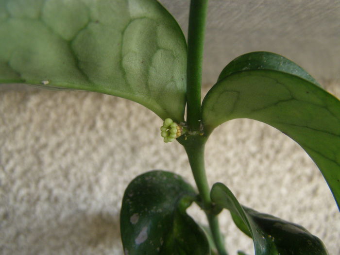 P7310102 - Hoya - infloriri