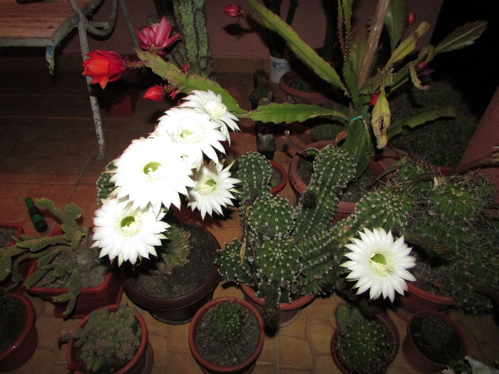 IMG_9870 - Cactusii mei