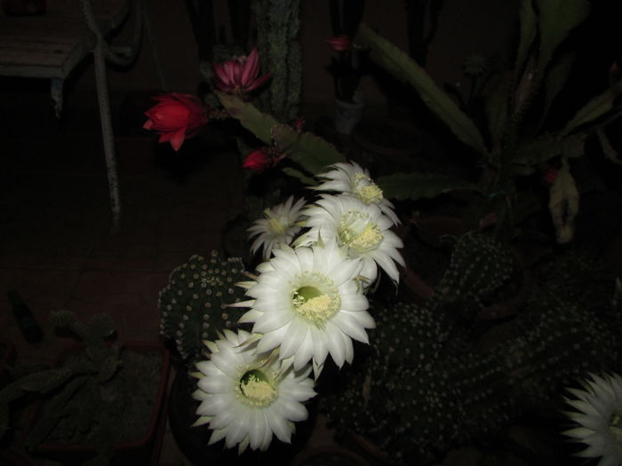 IMG_9872 - Cactusii mei