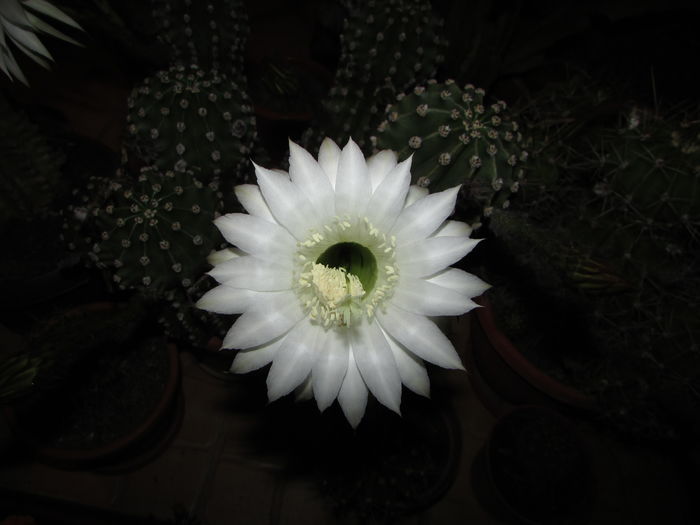 IMG_9874 - Cactusii mei