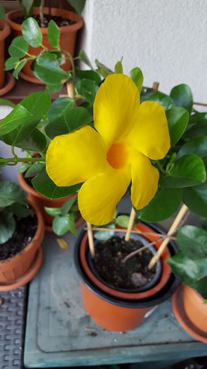 20160801_144645 - dipladenia