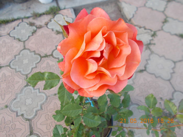 DSCN2302 - TRANDAFIRI 2016