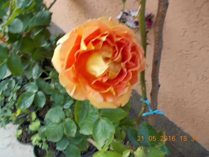 DSCN2320 - TRANDAFIRI 2016