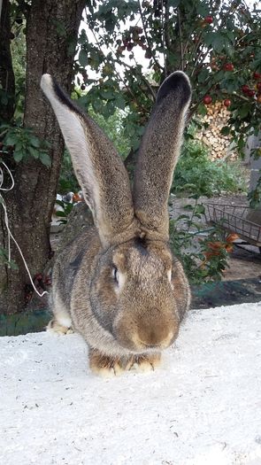 6.3kg urechi peste 20 cm - Mascul ro 04 achizitie vaida 2016 martie