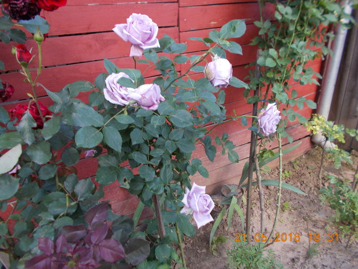 indigoletta - TRANDAFIRI 2016