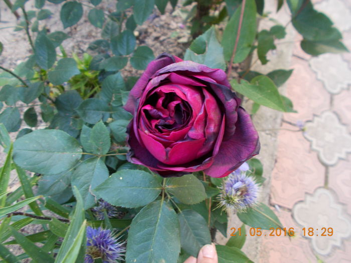 nr.48/helen15 - TRANDAFIRI 2016