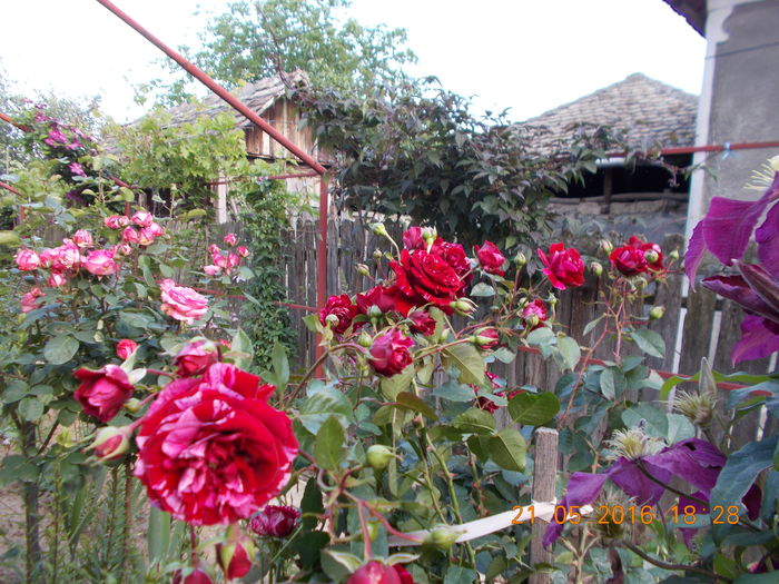 deep impretion - TRANDAFIRI 2016