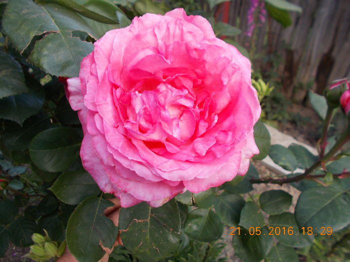 DSCN2313 - TRANDAFIRI 2016