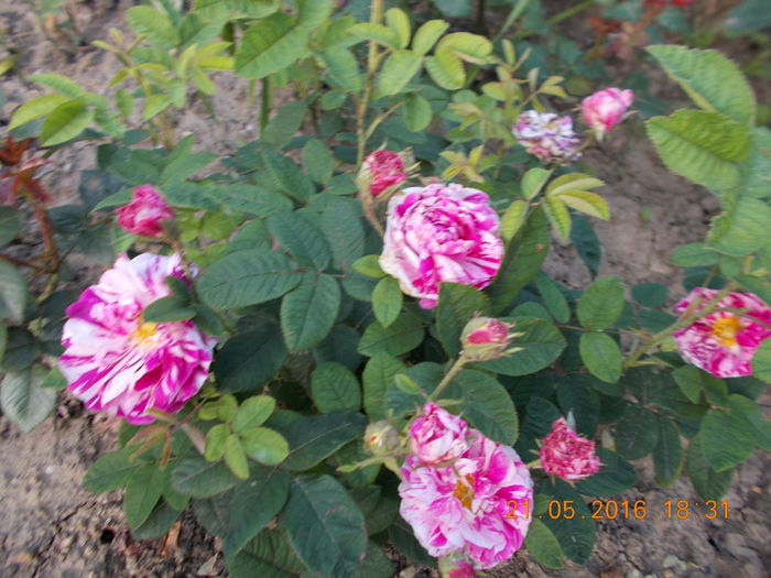 DSCN2323 - TRANDAFIRI 2016