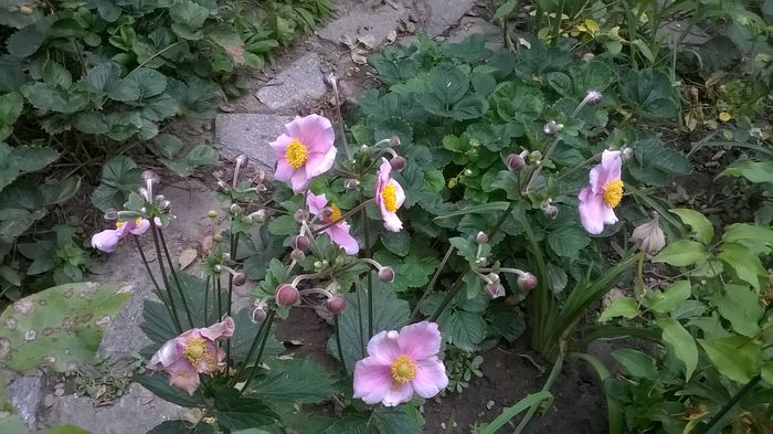 WP_20160801_076 - Phlox si alte perene