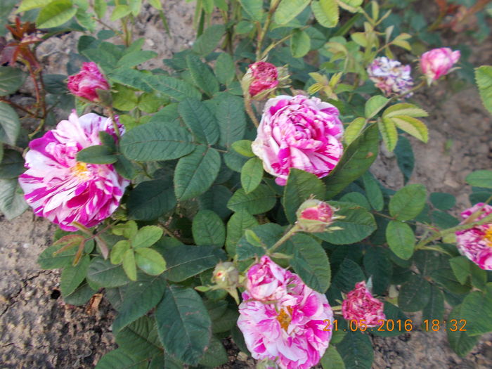 quilet parfait - TRANDAFIRI 2016