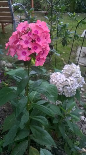 WP_20160801_112 - Phlox si alte perene