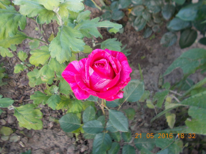 brigitte bardo - TRANDAFIRI 2016