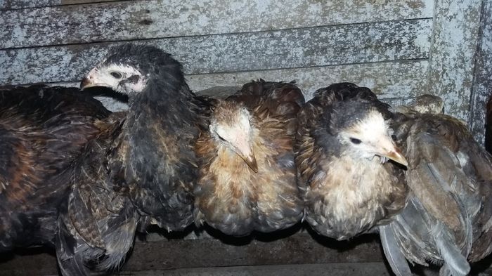 ameraucana 27-07 16 051