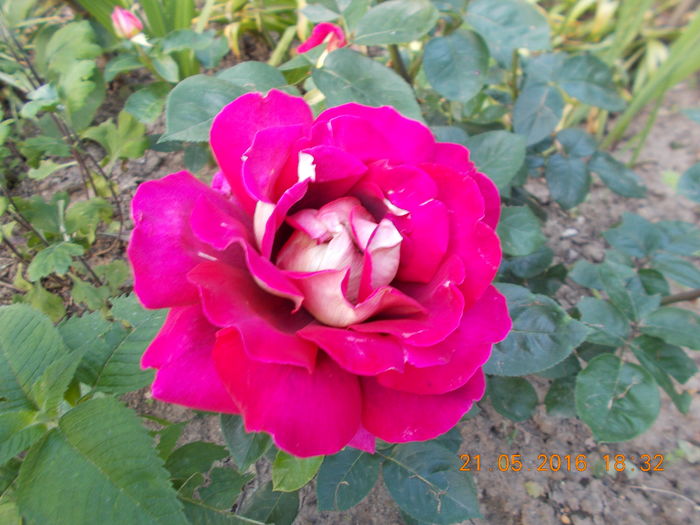 kronenburg - TRANDAFIRI 2016