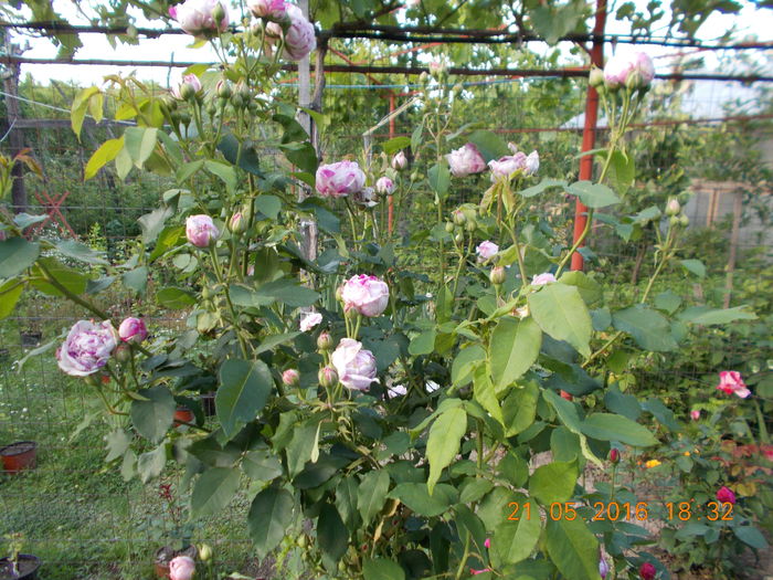 variegata di bologna2-? - TRANDAFIRI 2016