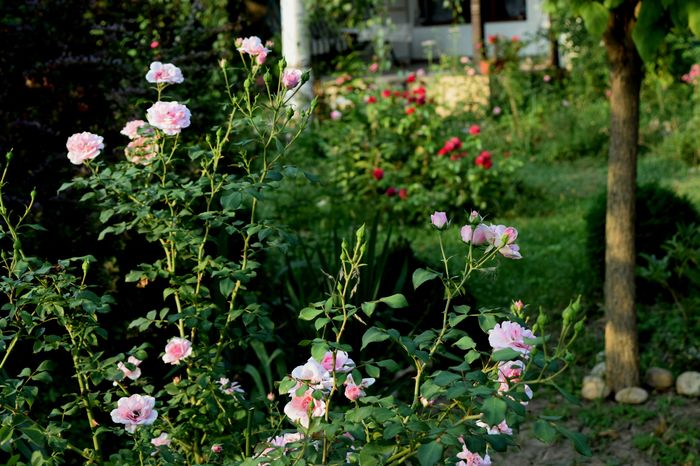 Bonica - 2016_August in Gradina mea