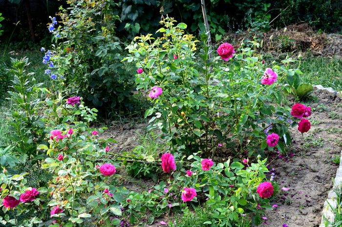 Sophy's rose si The Dark Lady - 2016_August in Gradina mea