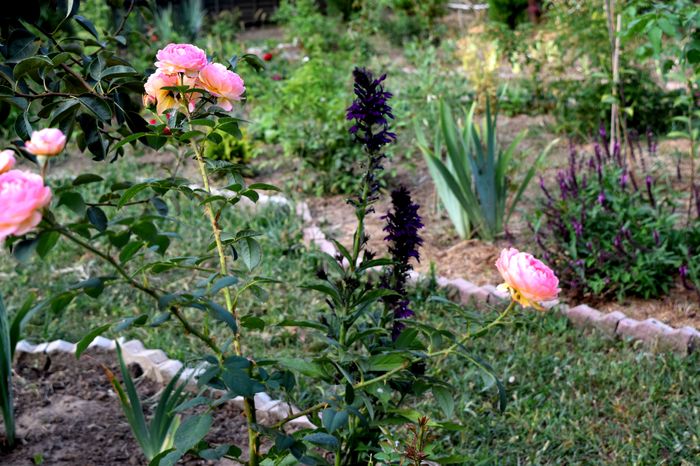 Rosomane si Lobelia - 2016_August in Gradina mea