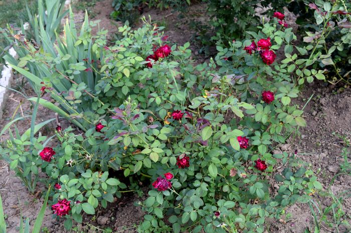 Cardinal Hume - 2016_August in Gradina mea