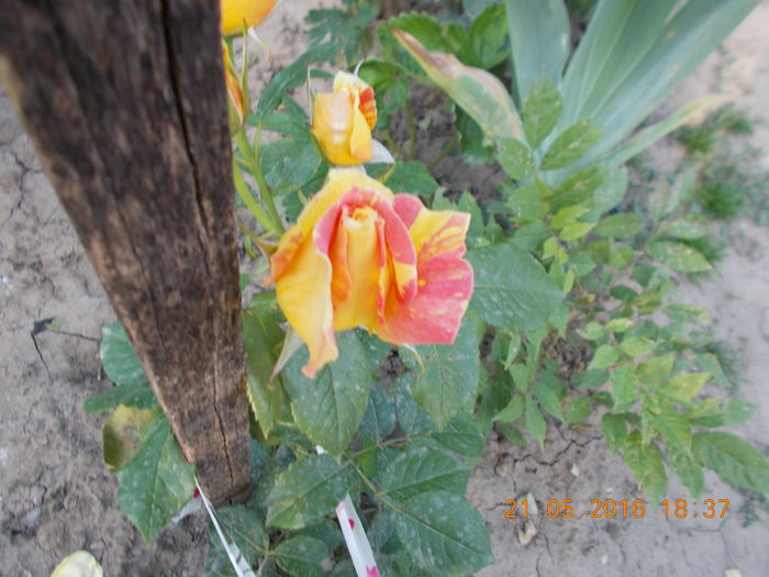 marvelle - TRANDAFIRI 2016