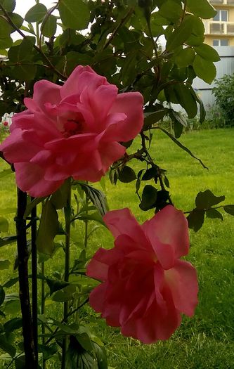 IMG_20160602_203637 - Cei mai frumosi trandafiri