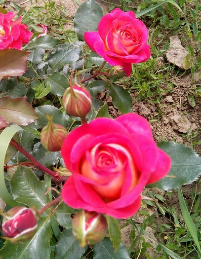IMG_20160607_205601