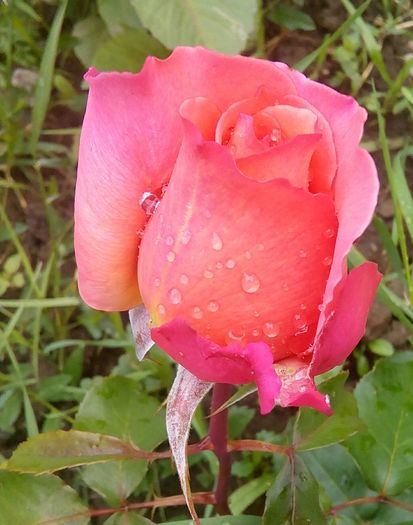 IMG_20160612_165438 - Cei mai frumosi trandafiri