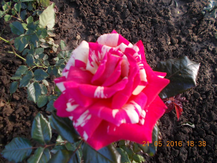 brigitte bardo - TRANDAFIRI 2016