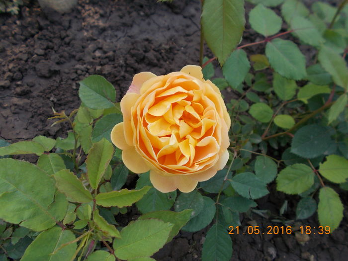 golden celebration - TRANDAFIRI 2016