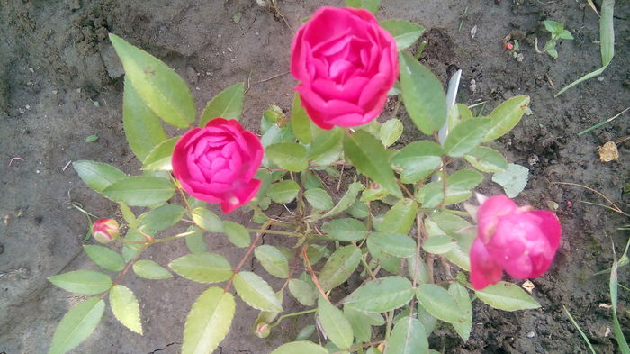 IMG_20160702_190405 - Cei mai frumosi trandafiri