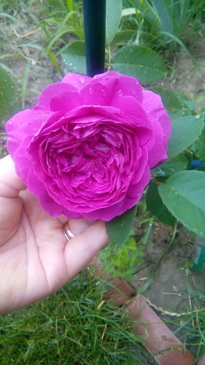 IMG_20160706_185208 - Cei mai frumosi trandafiri