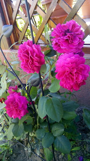 IMG_20160708_173133 - Cei mai frumosi trandafiri