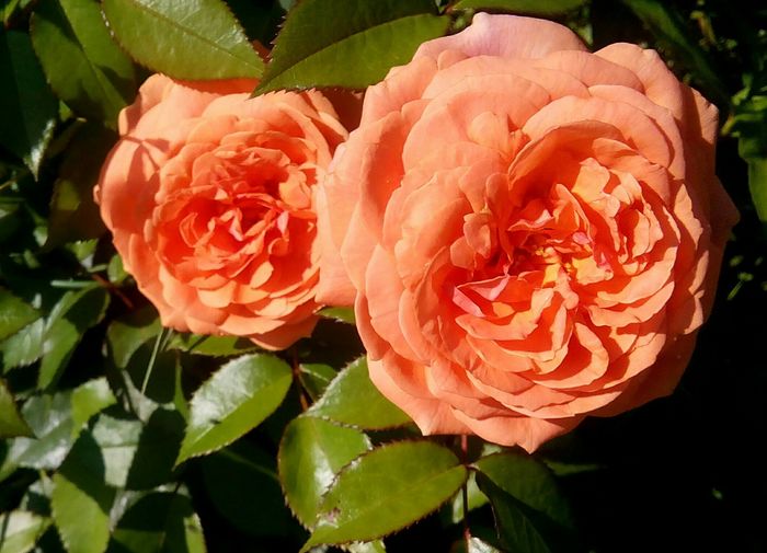 Chippendale - Cei mai frumosi trandafiri