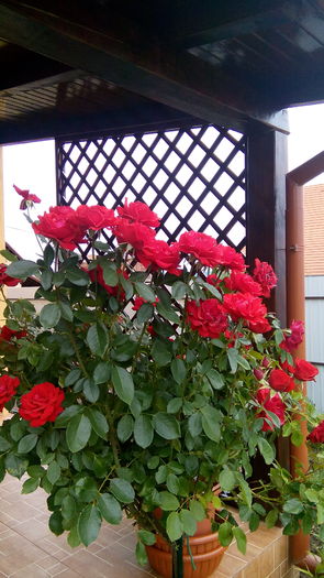 IMG_20160717_103009 - Cei mai frumosi trandafiri