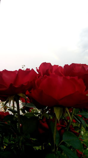 IMG_20160717_194335 - Cei mai frumosi trandafiri