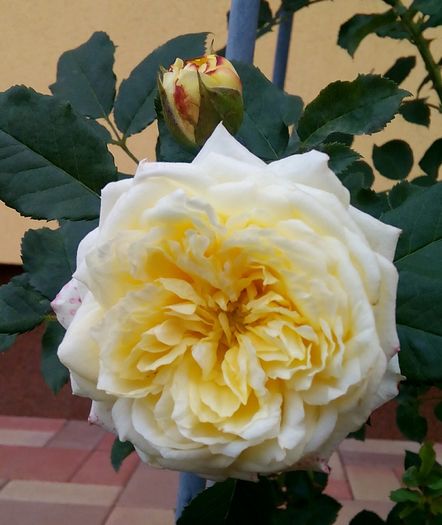 The Pilgrim - Cei mai frumosi trandafiri
