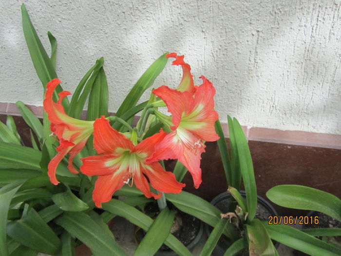 Amarillis - Flori de gradina-2016-Vara